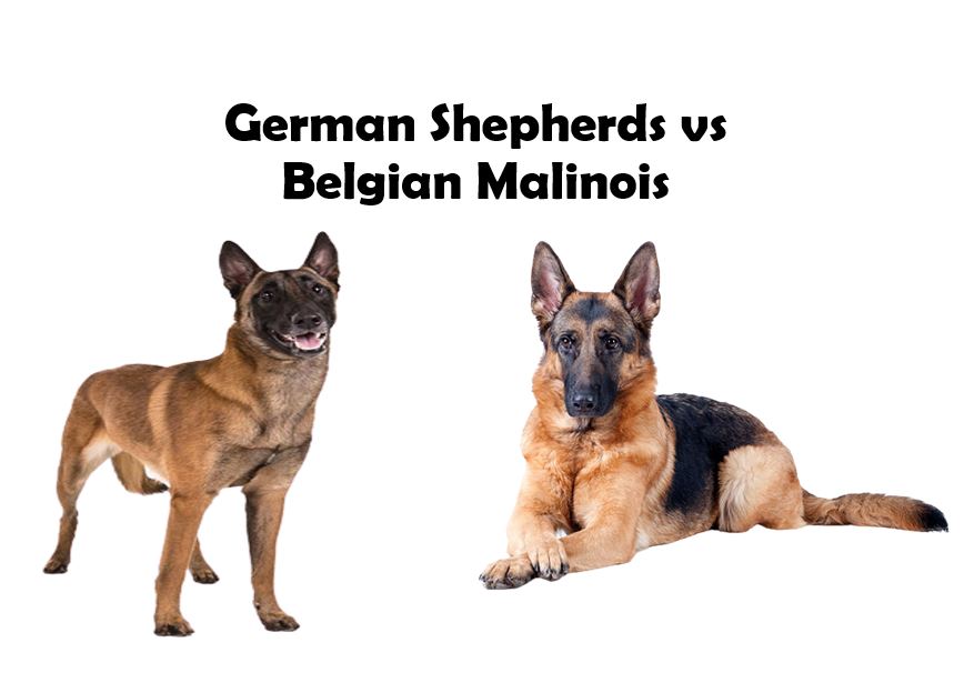 Comparison: German Shepherds and Belgian Malinois