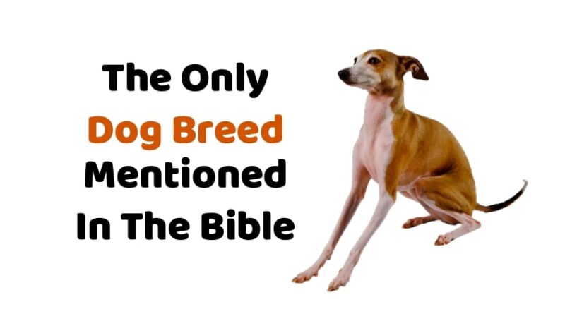 What Is The Only Dog Breed Specifically Mentioned In The Bible?