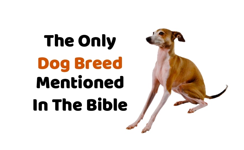 Which Domestic Animal Is Not Mentioned In The Bible