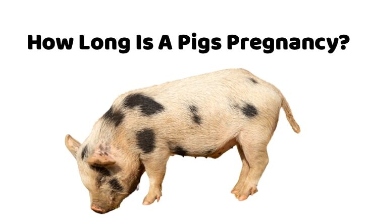 How Long Is A Pigs Pregnancy?