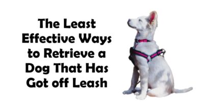 The Least Effective Ways to Retrieve a Dog That Has Got off Leash