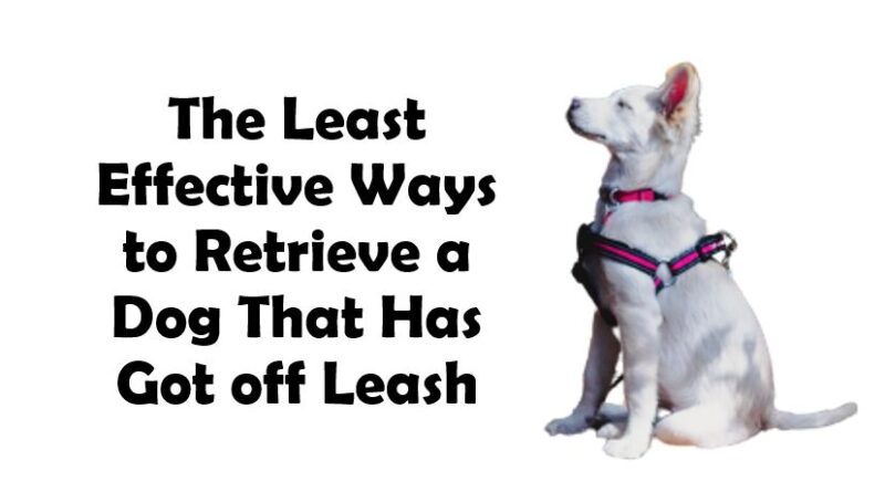 The Least Effective Ways to Retrieve a Dog That Has Got off Leash