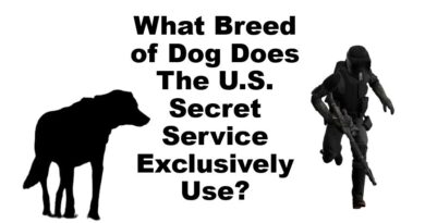 What Breed of Dog Does The U.S. Secret Service Exclusively Use?