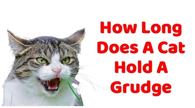 How Long Does A Cat Hold A Grudge