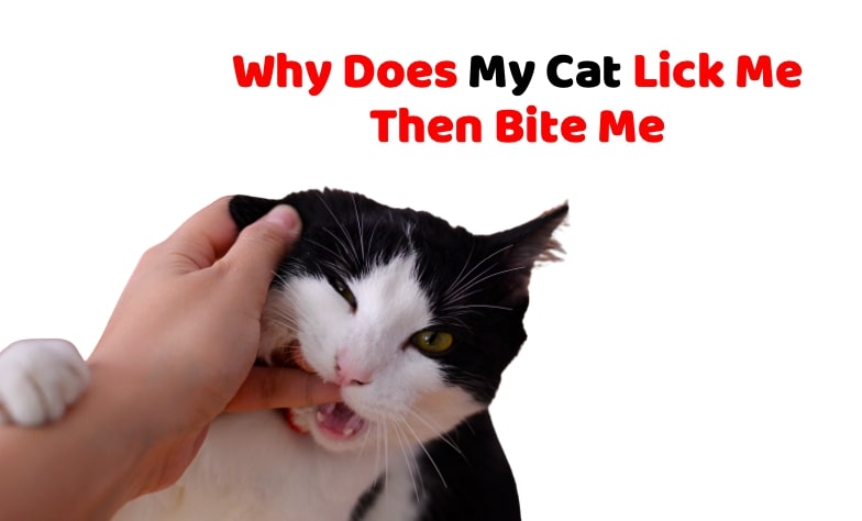 Why Does My Cat Lick Me Then Bite Me PostDock