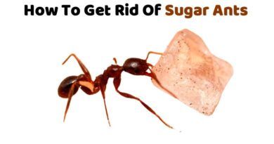 How To Get Rid Of Sugar Ants