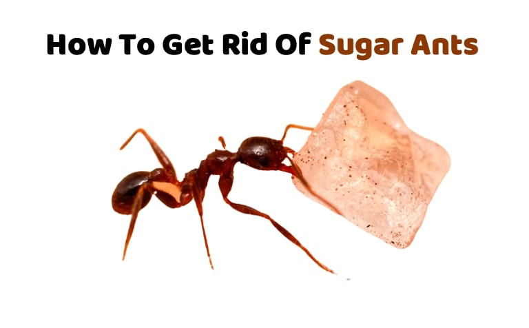 How To Get Rid Of Sugar Ants PostDock   Screenshot 2022 05 20 At 4.12.13 PM 