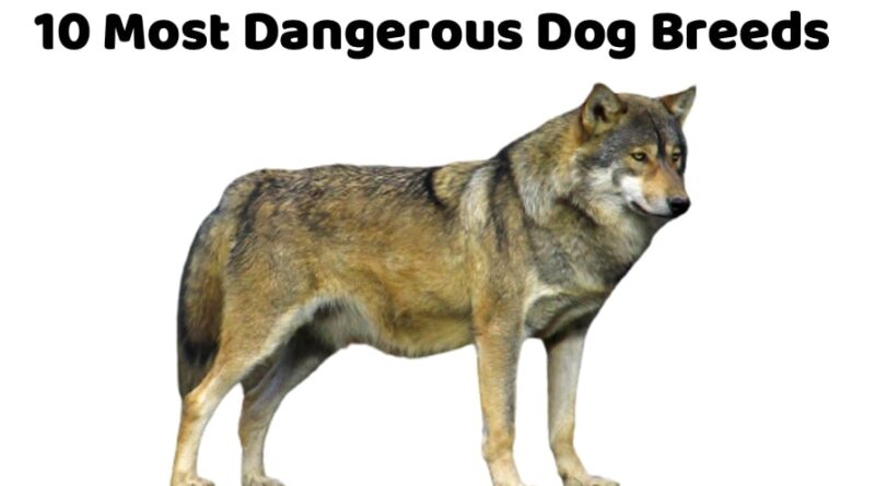 10 Most Dangerous Dog Breeds