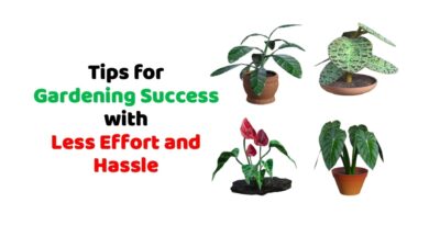 Tips for Gardening Success with Less Effort and Hassle