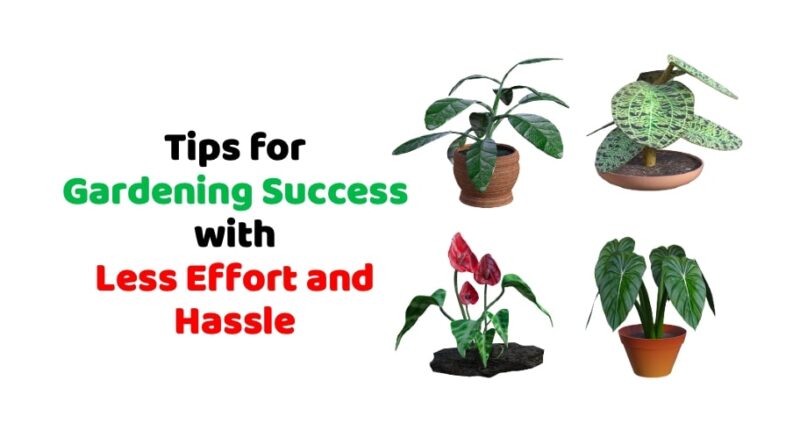 Tips for Gardening Success with Less Effort and Hassle