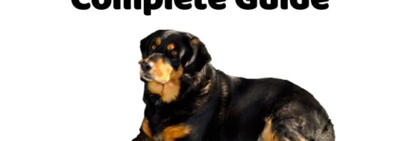 Complete Guide of Rottweilers