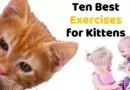 Ten Best Exercises for Kittens